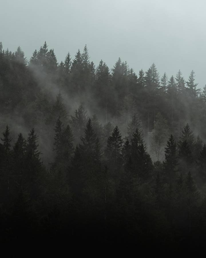 Fog rolling through dark pine trees in a Pacific Northwest forest